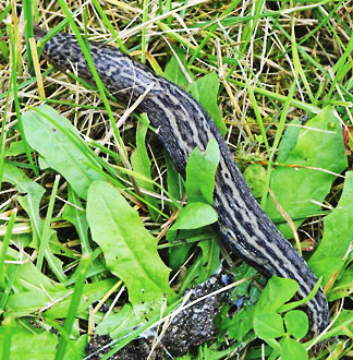 leopard slug graphic